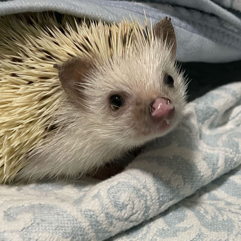 しろ