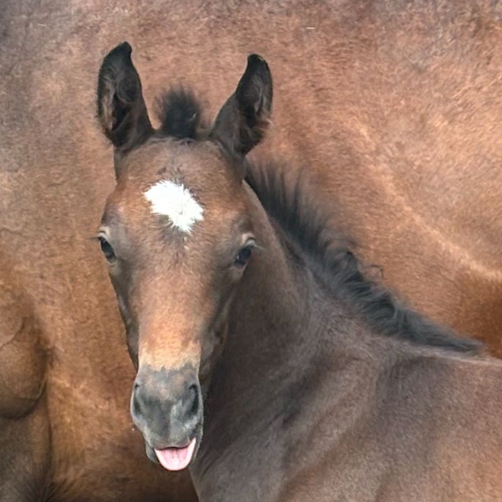 Coolagown Stud