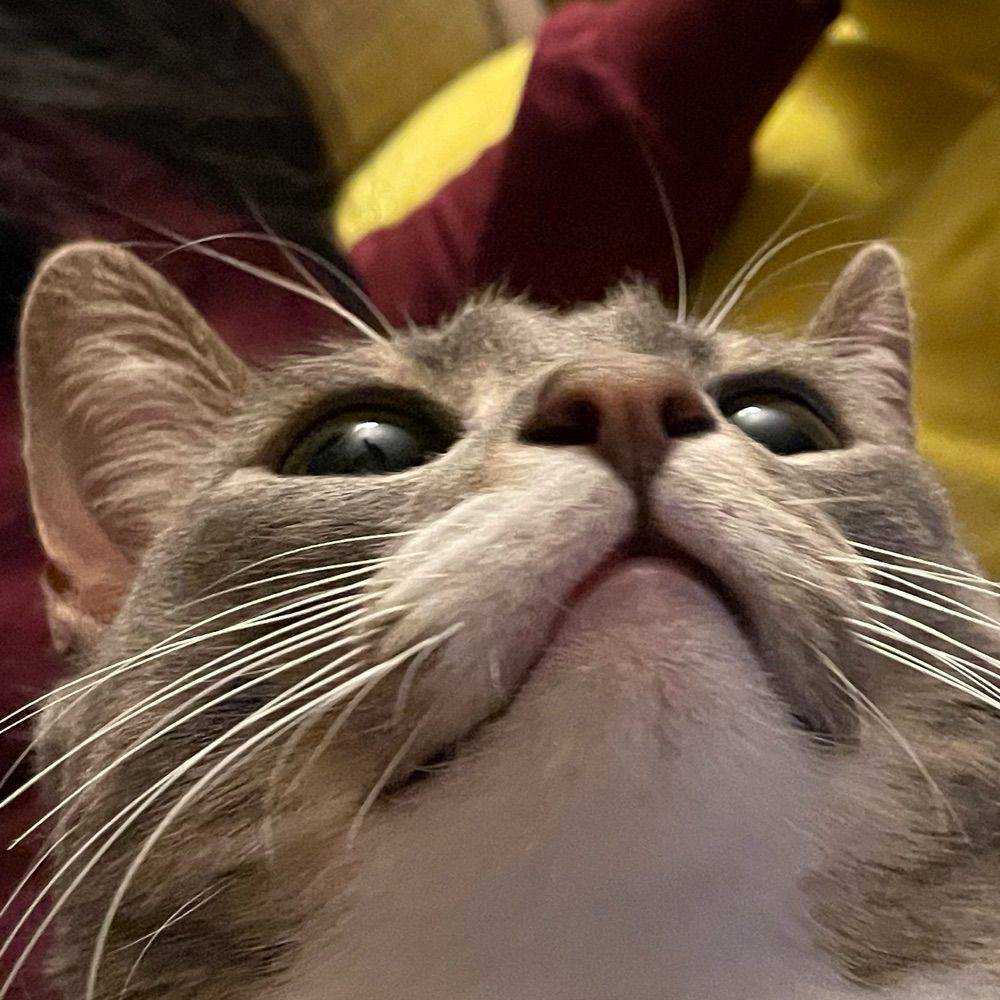 Iam