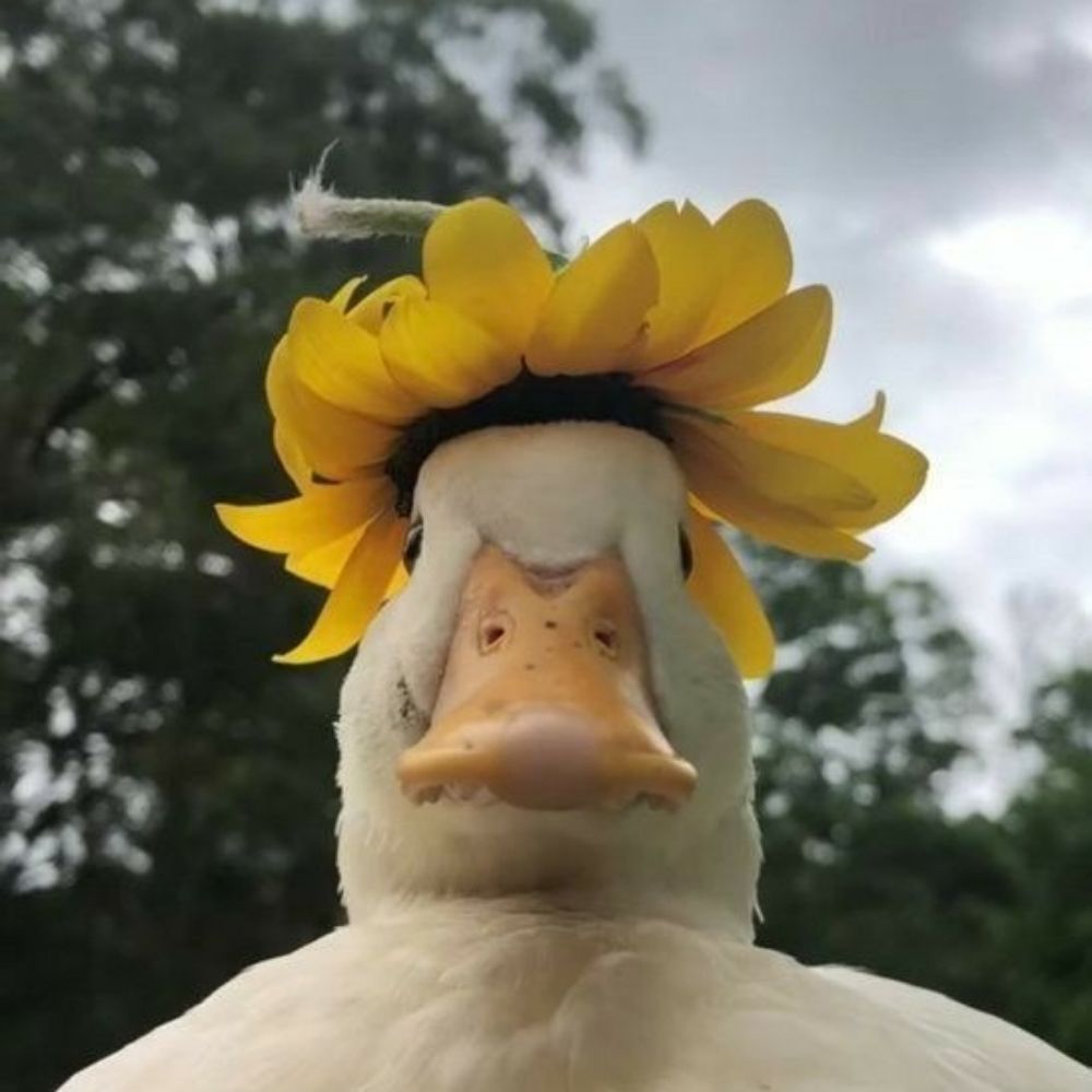Henri🏳️‍🌈