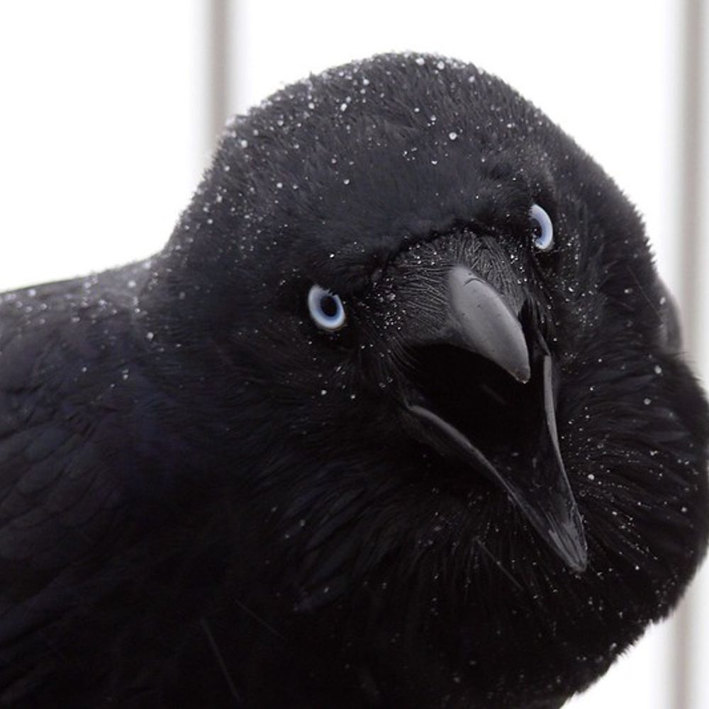 Lu-Lu Ravn