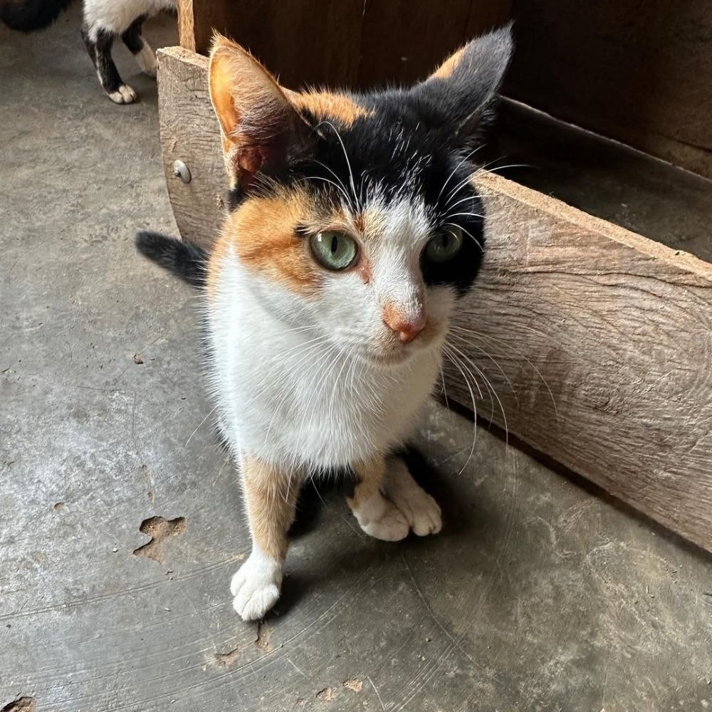 Mj cats rescue