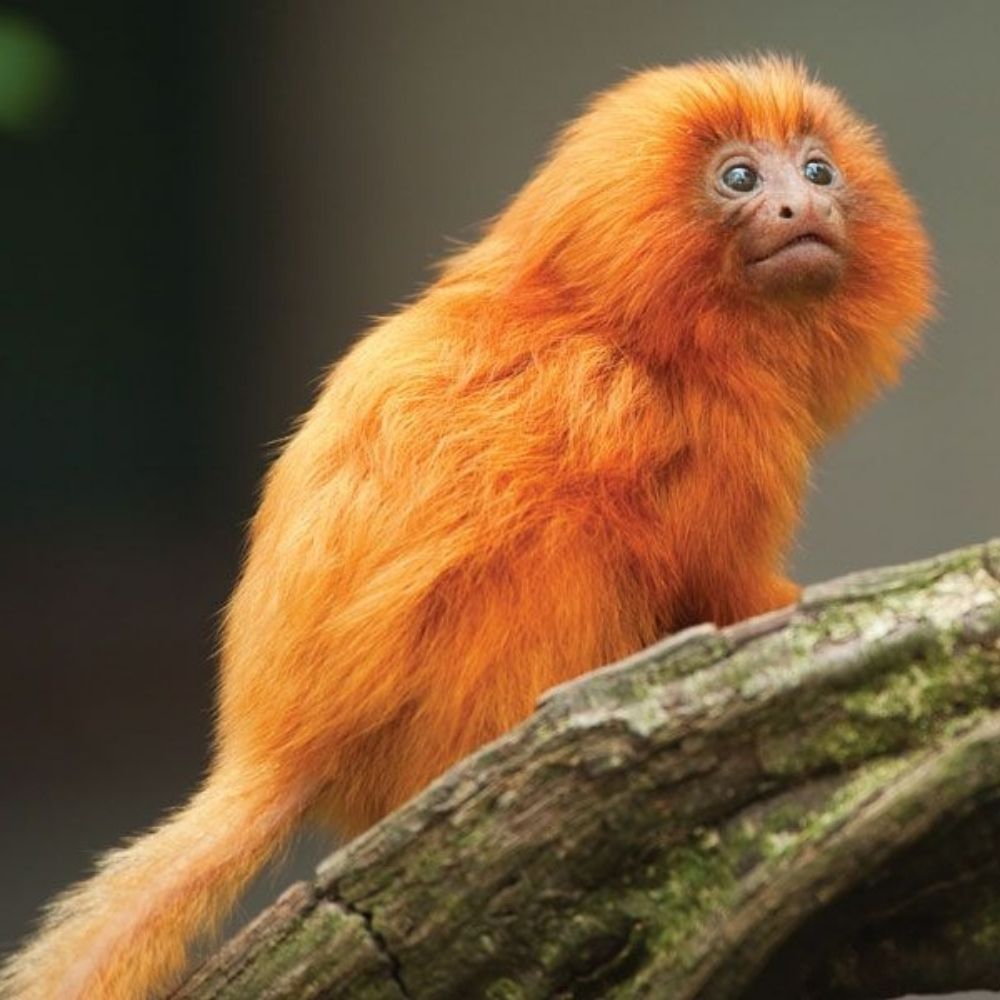 Golden Tamarin