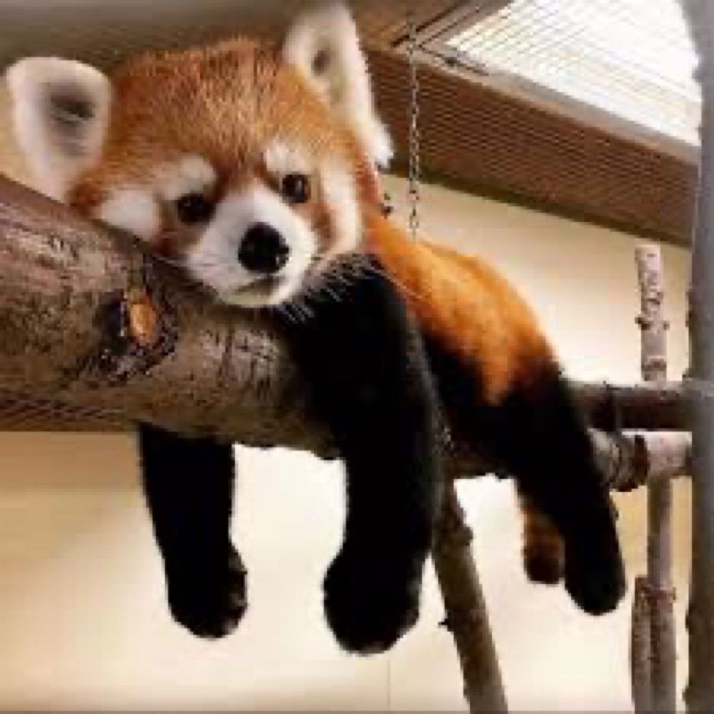 Red Panda