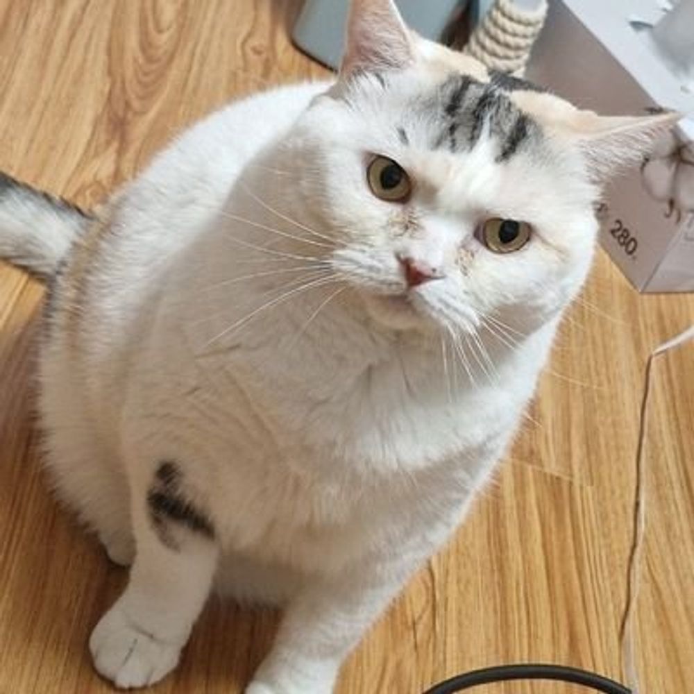 누름돌