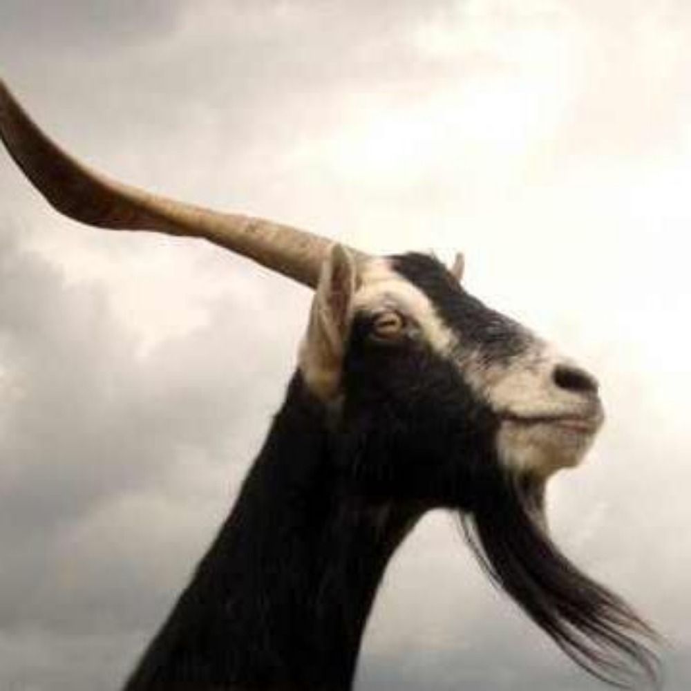 Buddy Baphomet