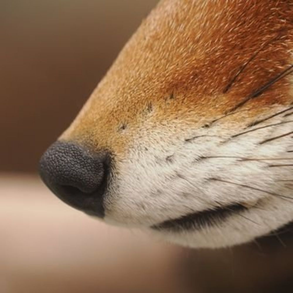 🦊