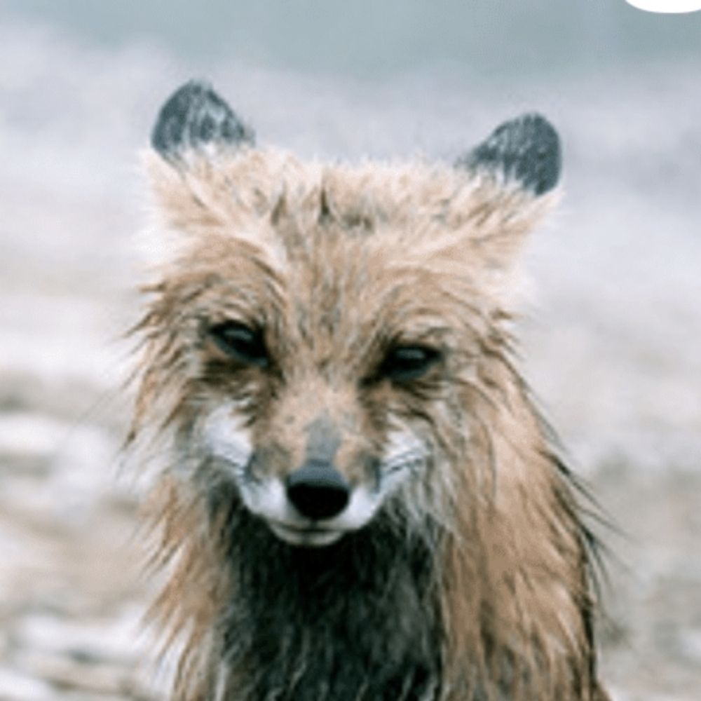 c_foxtrot