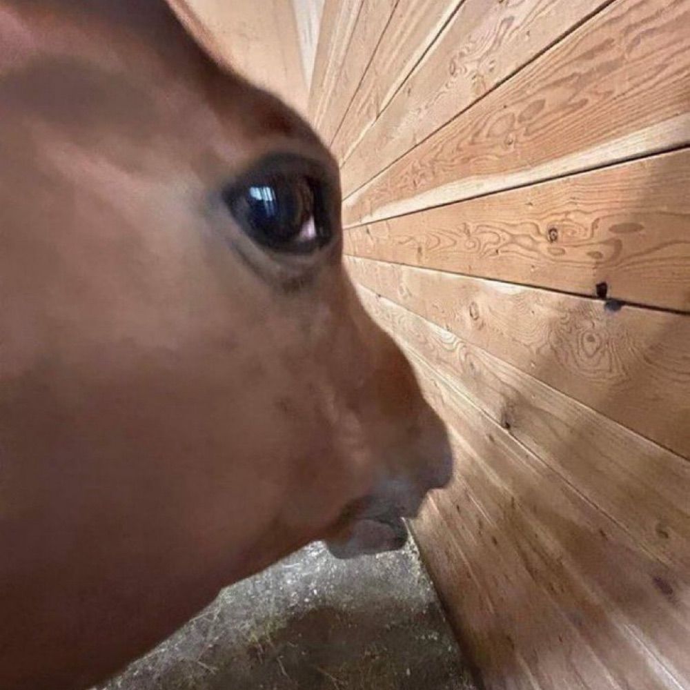✨🙂‍↕️✨