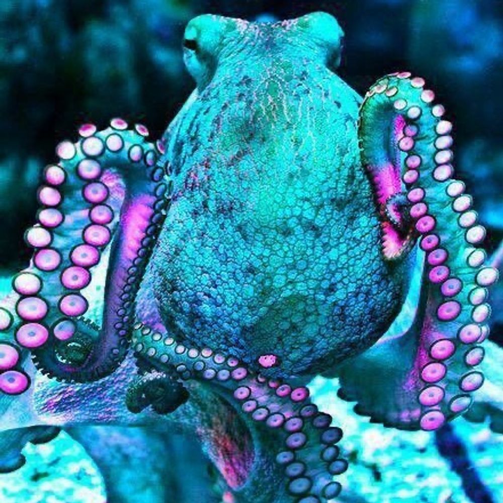 ⚢ 🐙The Lesbian Gendered Cephalopod 🐙 ⚢'s avatar