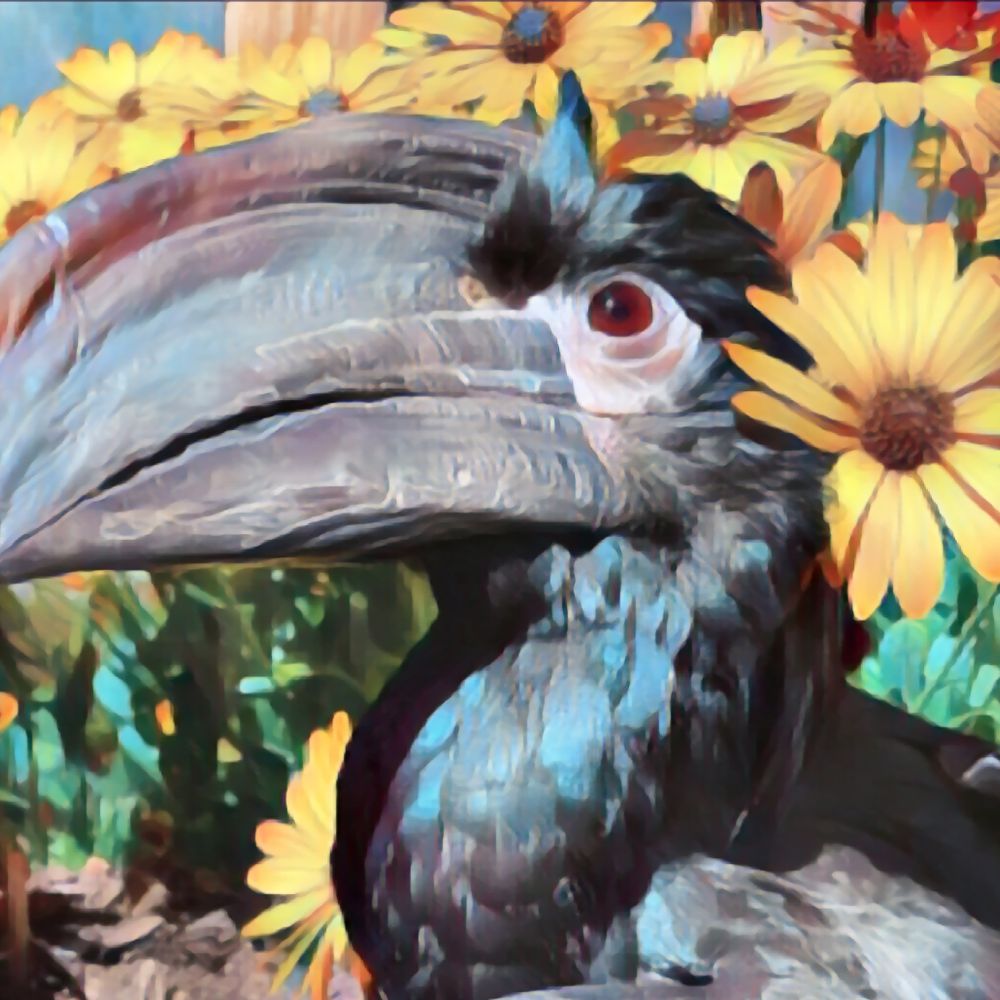 Horton Hornbill