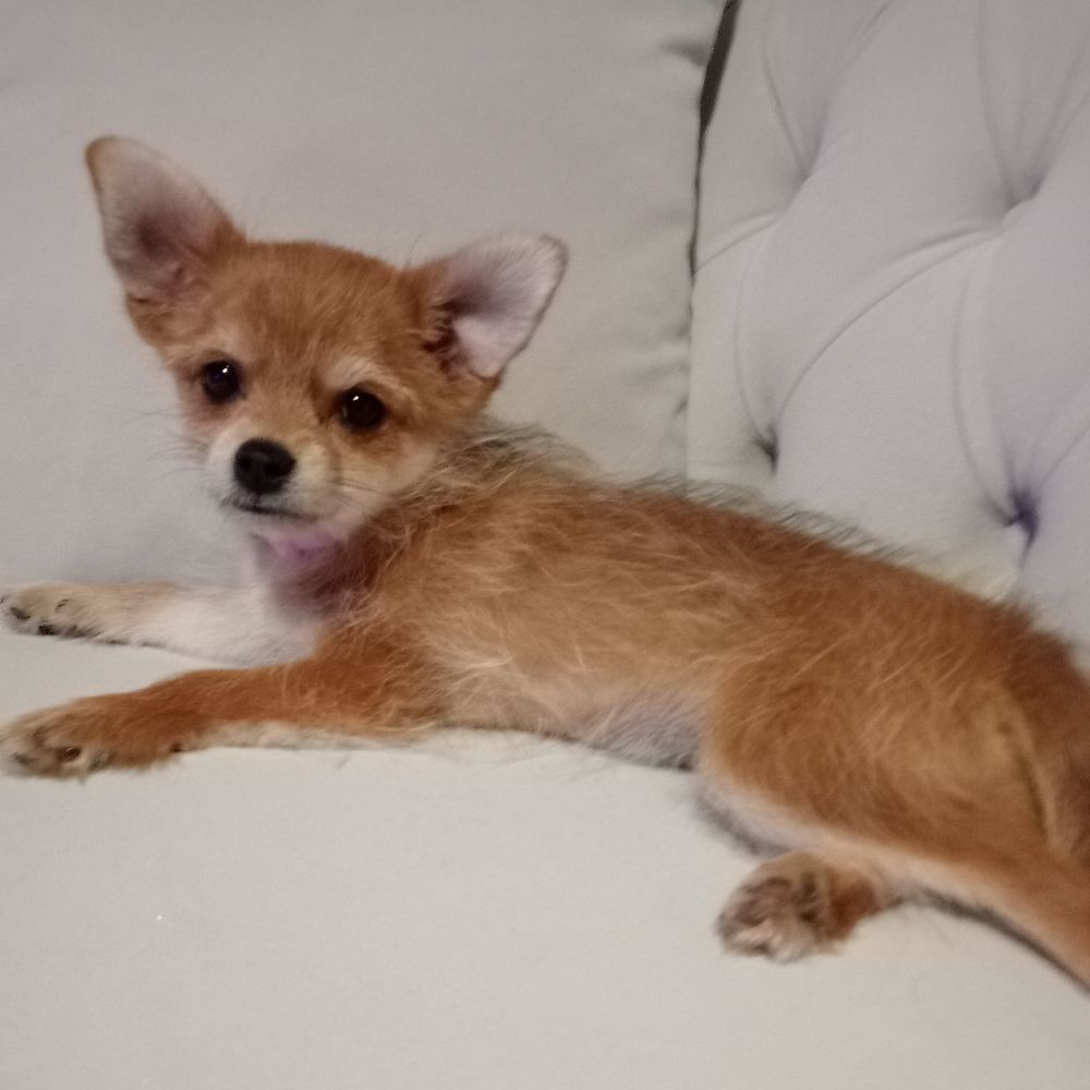 Shila