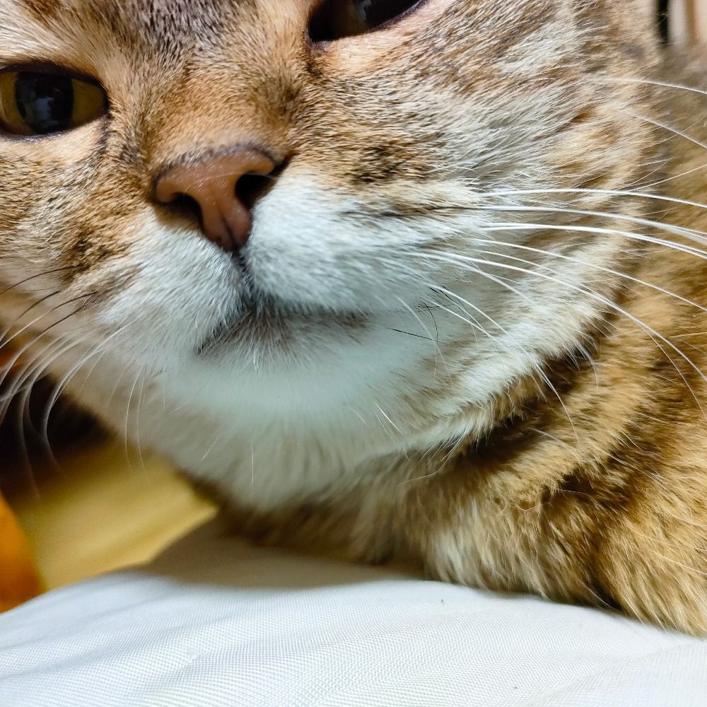 トラン