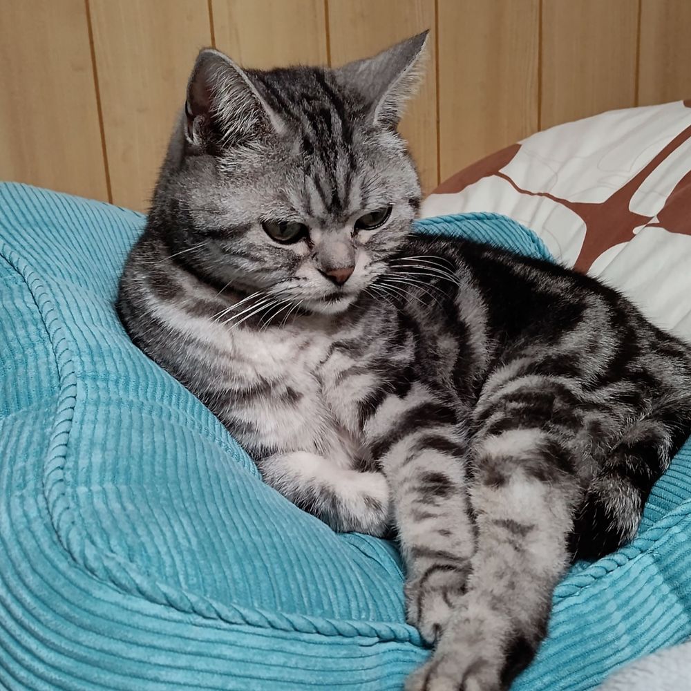 チハ