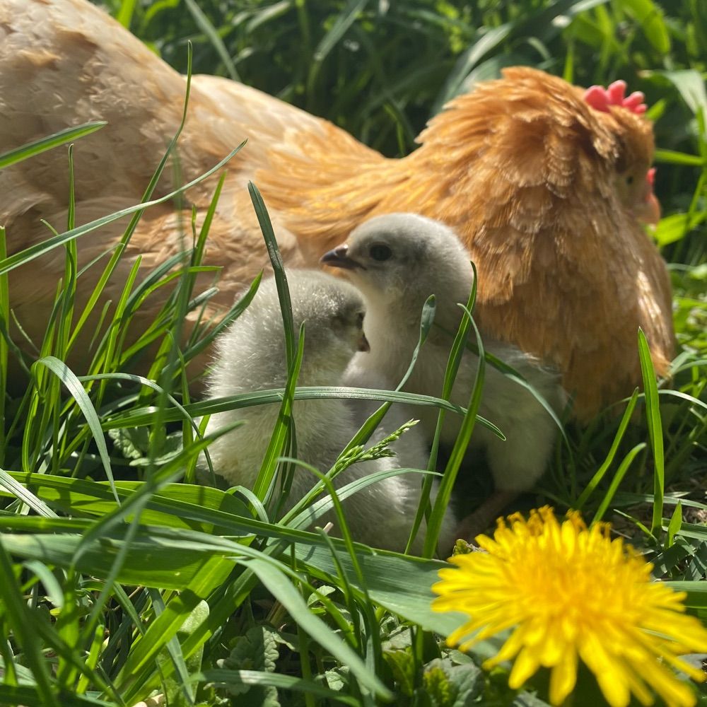  dandelion daddy