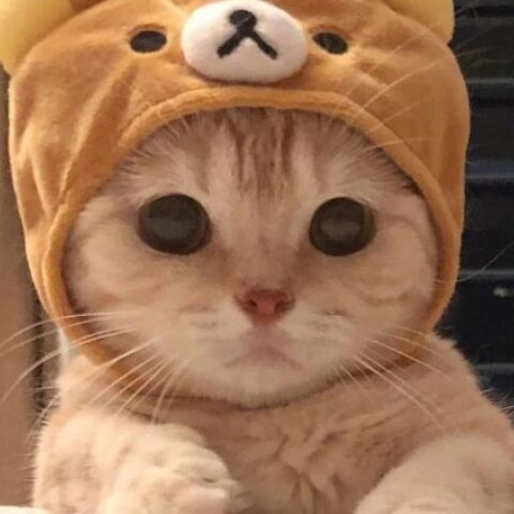 ruru