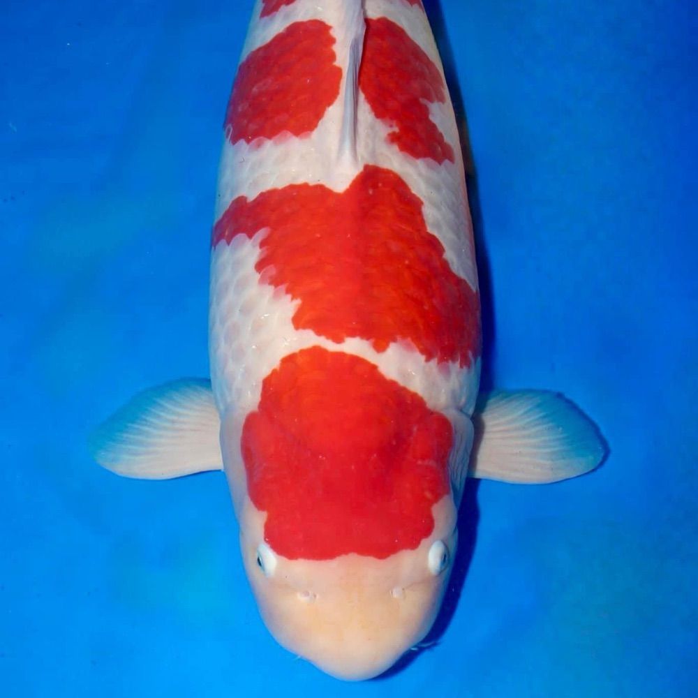 Borzoikoi