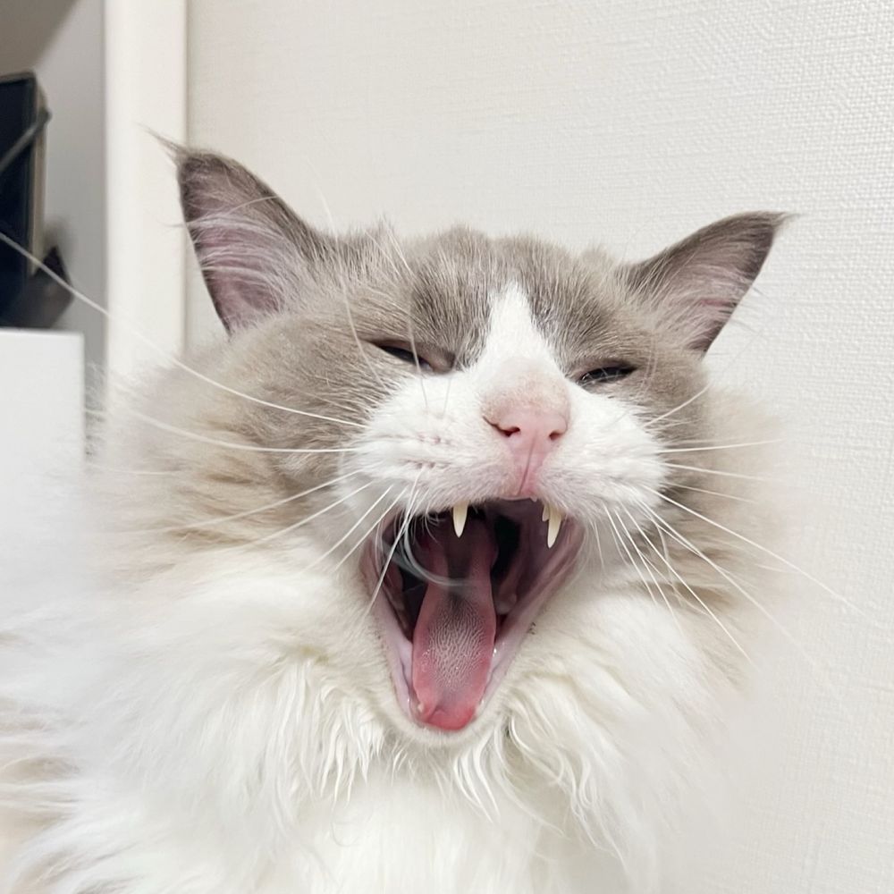 ねいじゅ
