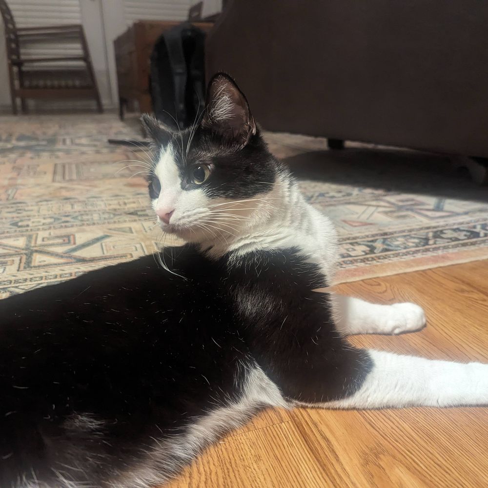 Orbit the Cat