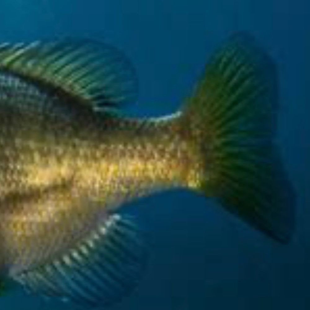 bluegilltail.bsky.social profile picture