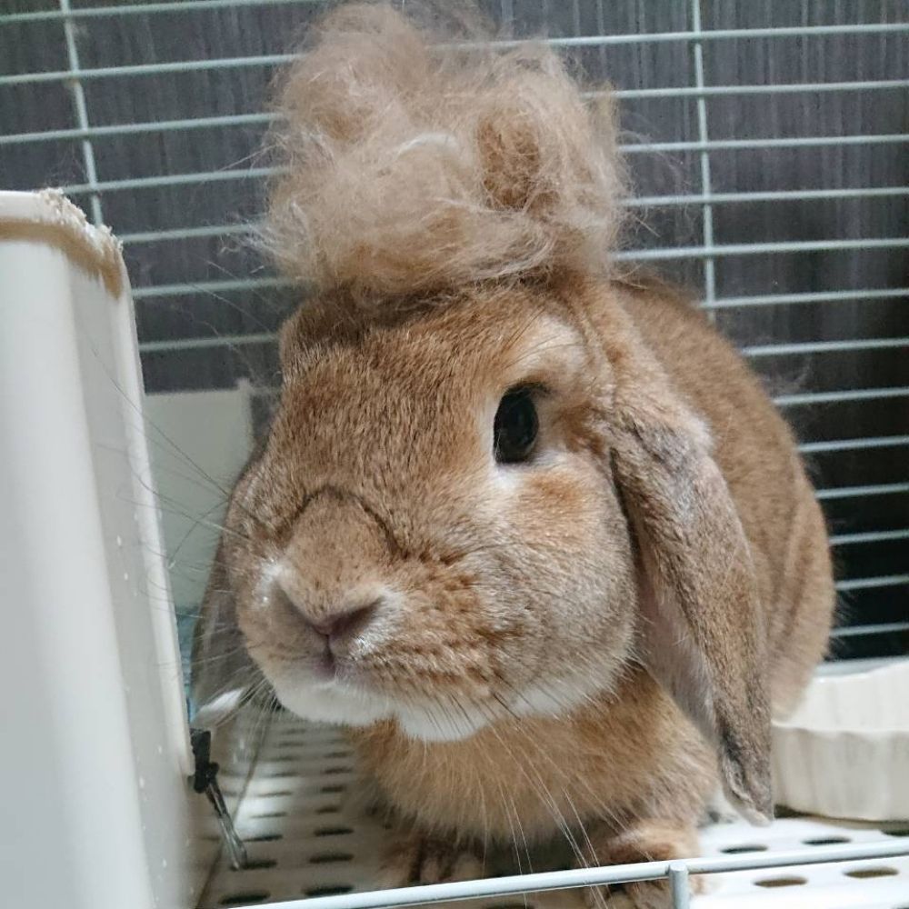 つぶあんこ。