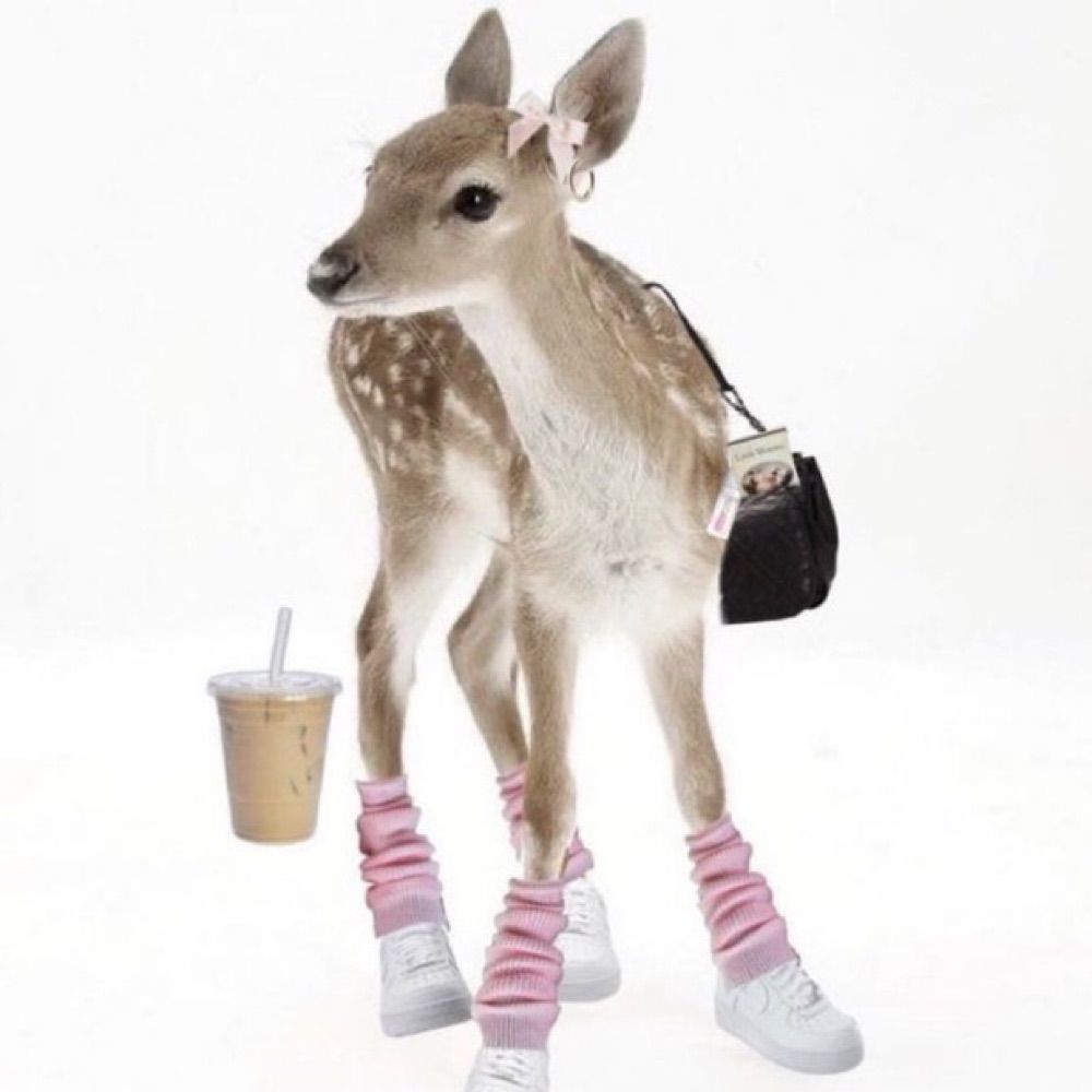 Bimbo 🦌