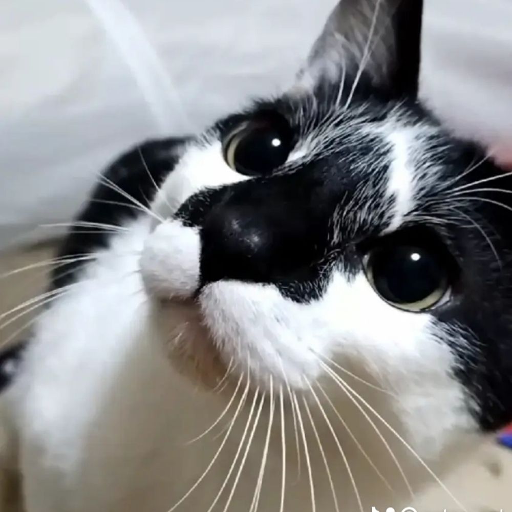 ねこのコトン