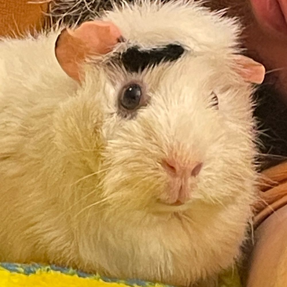 Guinea Pigs Rule