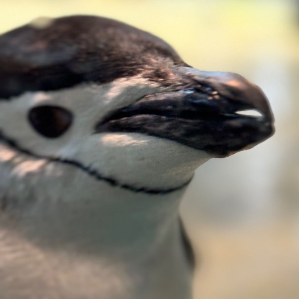 ペンギンタロウ