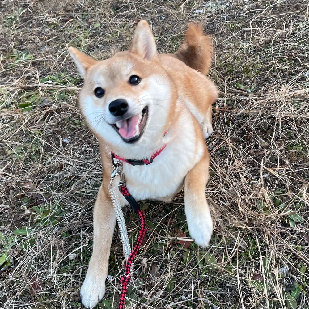 さくらチャン