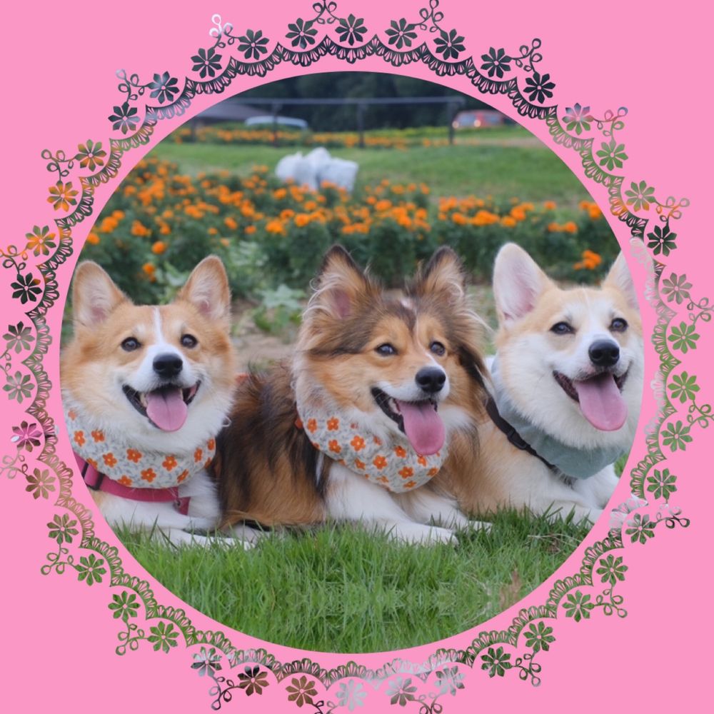 せこむ＆うり＆くま🎀4コーギー