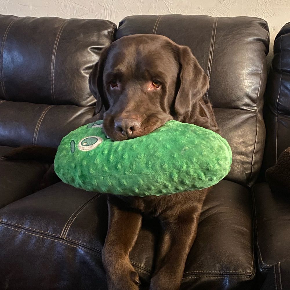 Dog Attorney