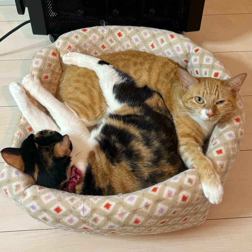 猫上 もふ