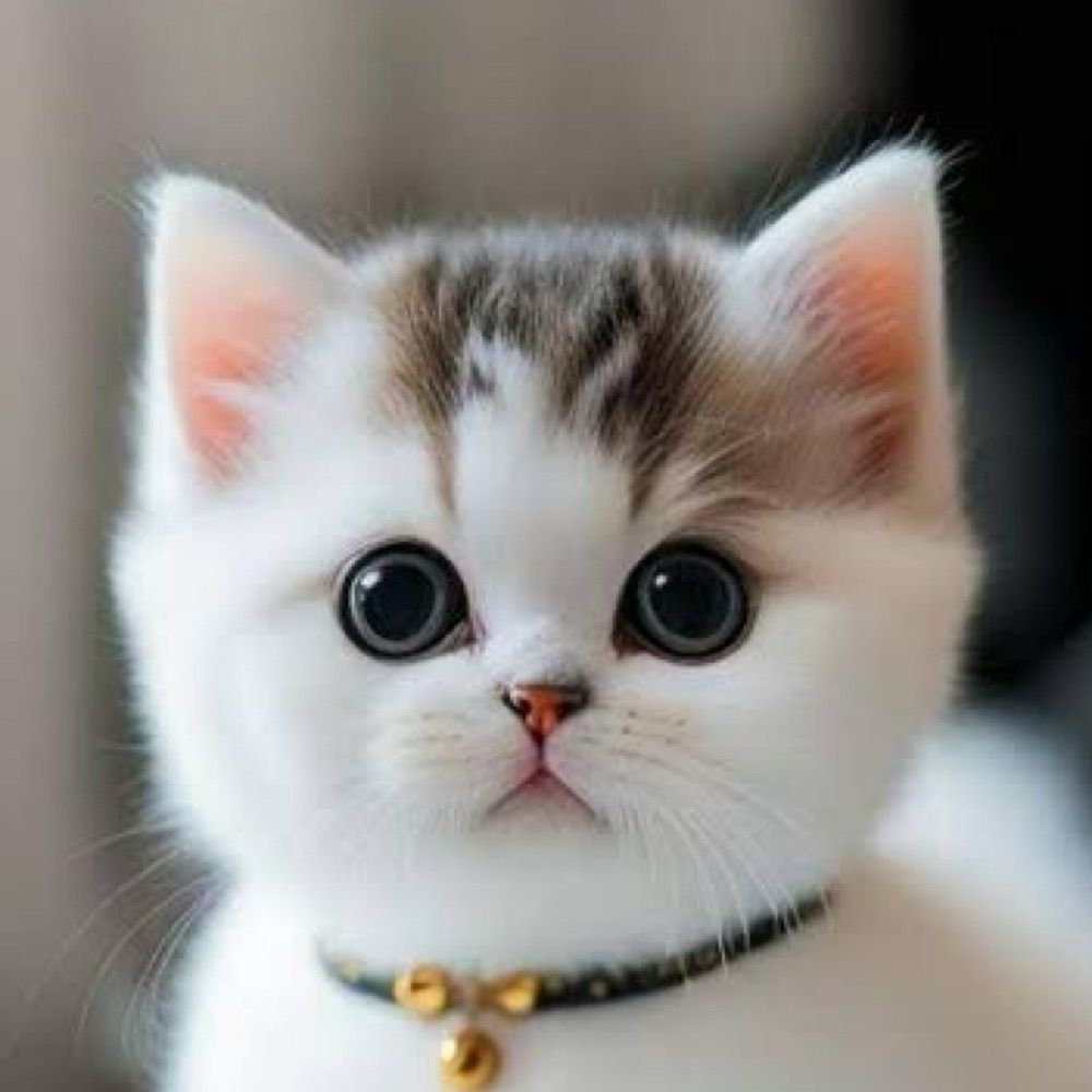 Cute Cats