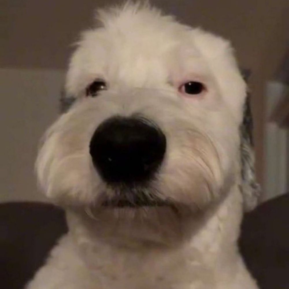 Filho da porchebis