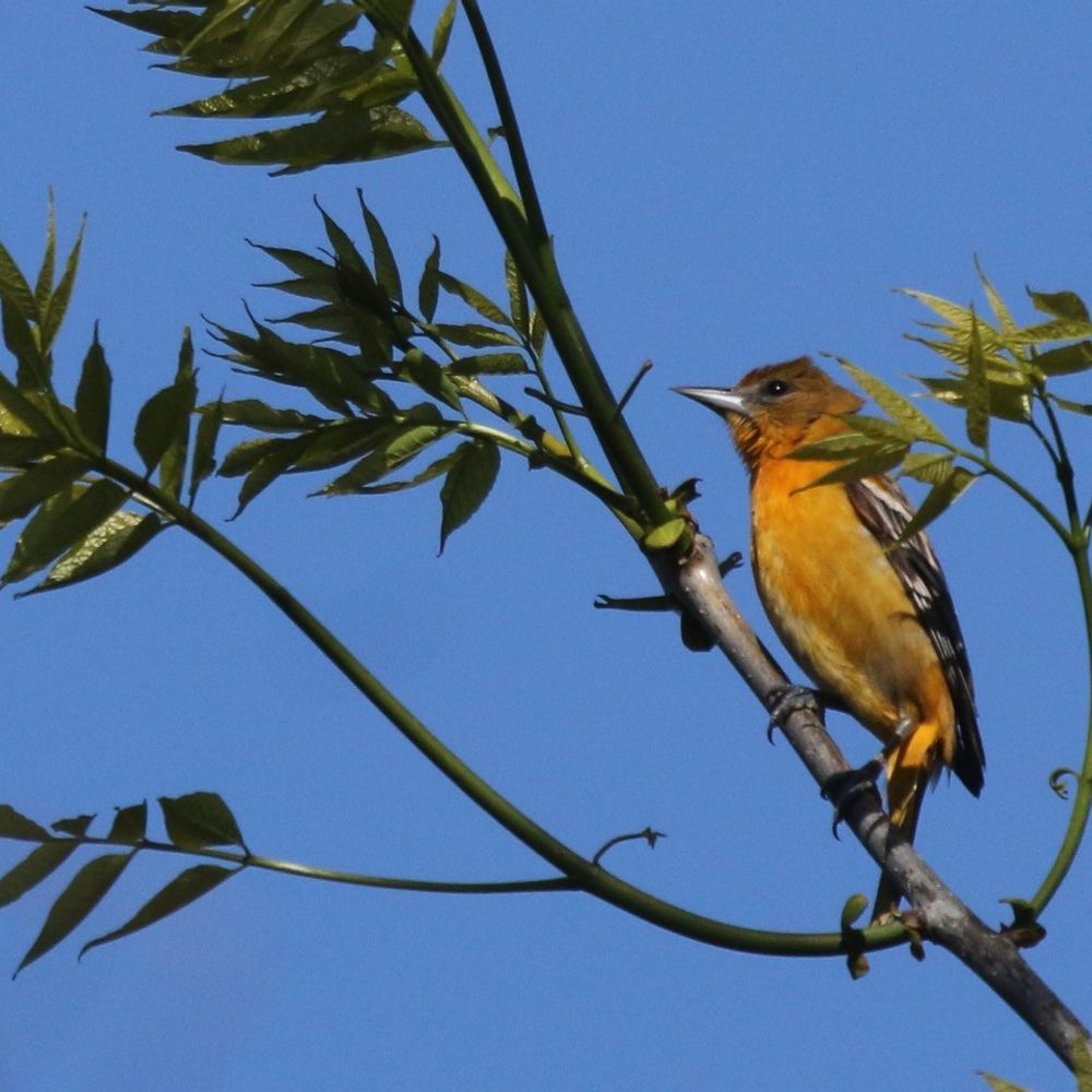 Northumberland Land Trust