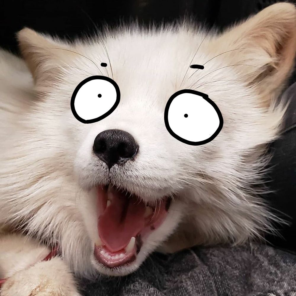 Foxxo 🦊✨️