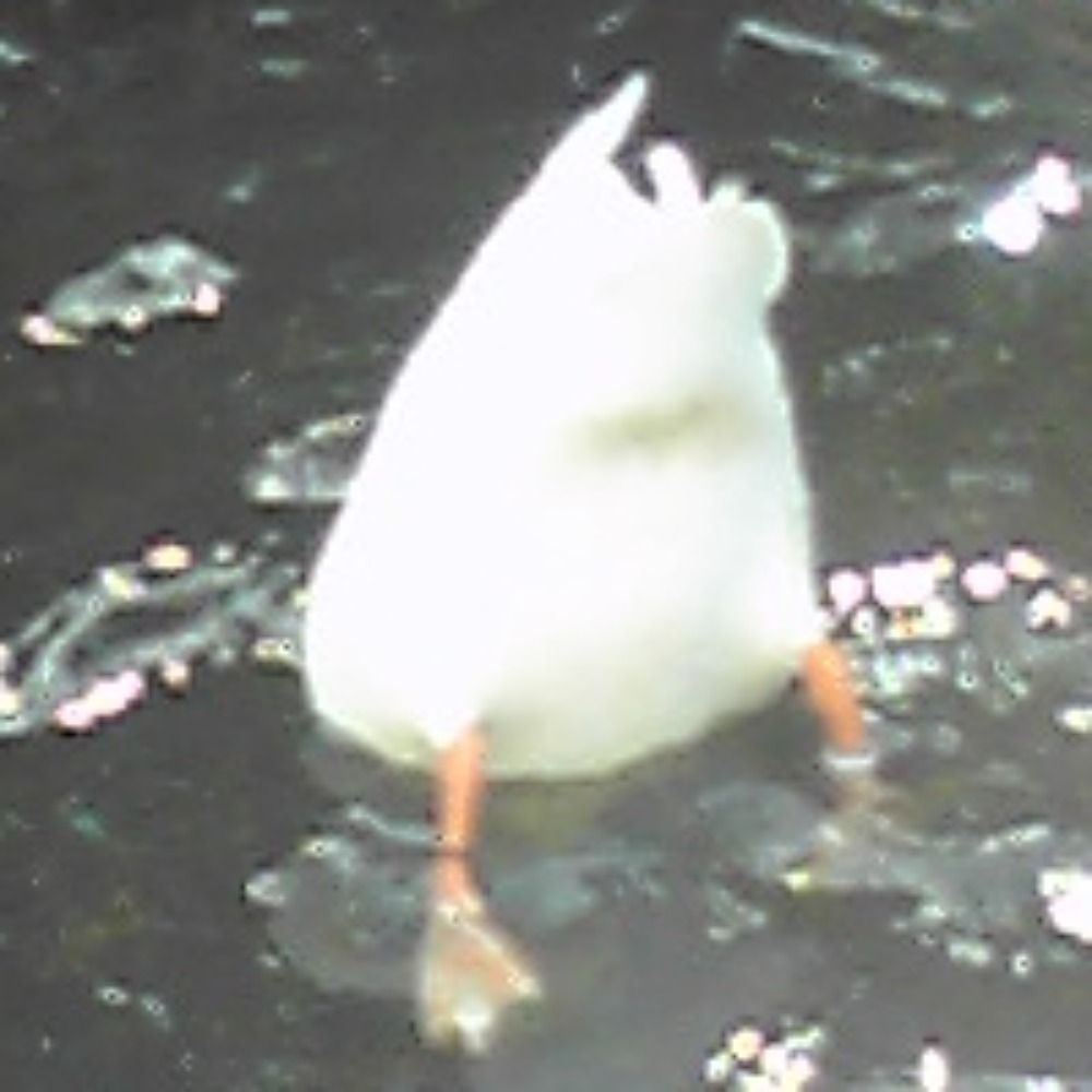 あひるのしりの中の人