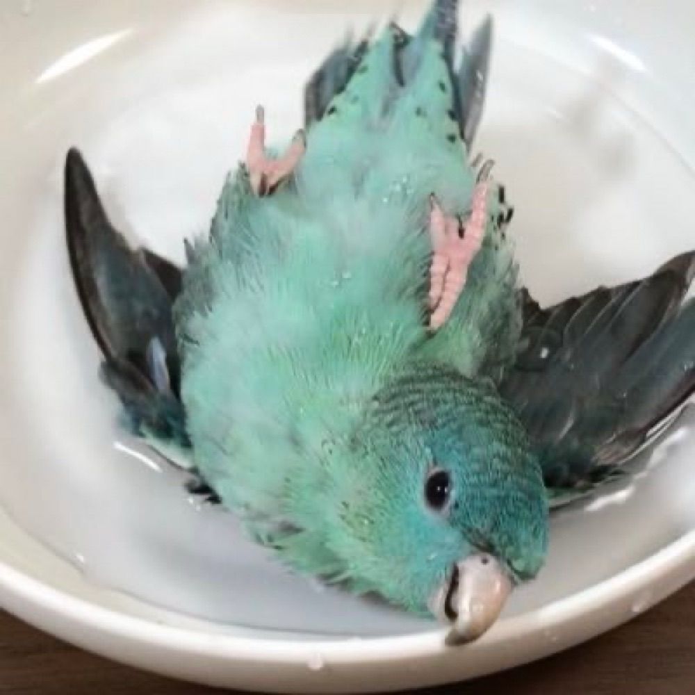 ターコイズくん / サザナミインコ