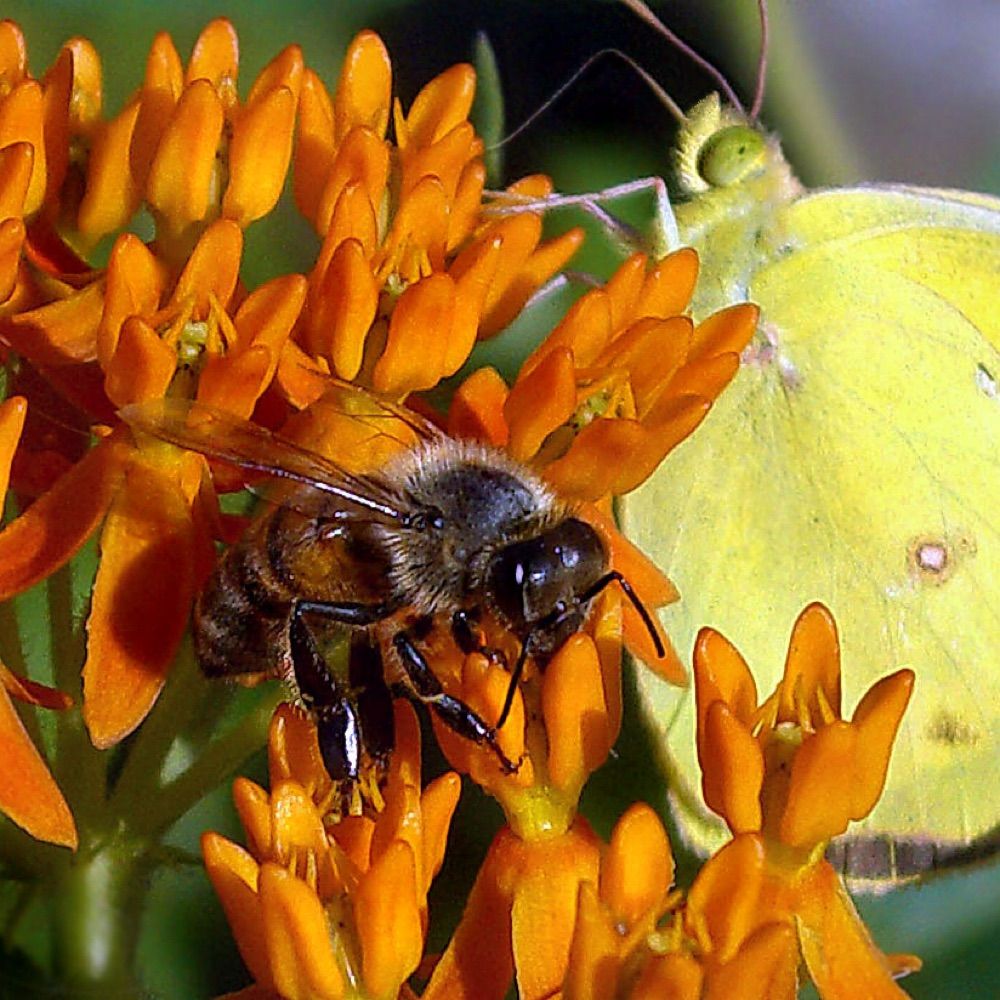 BeeBalm21