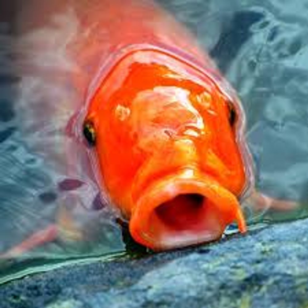 tuyul ikan monyong