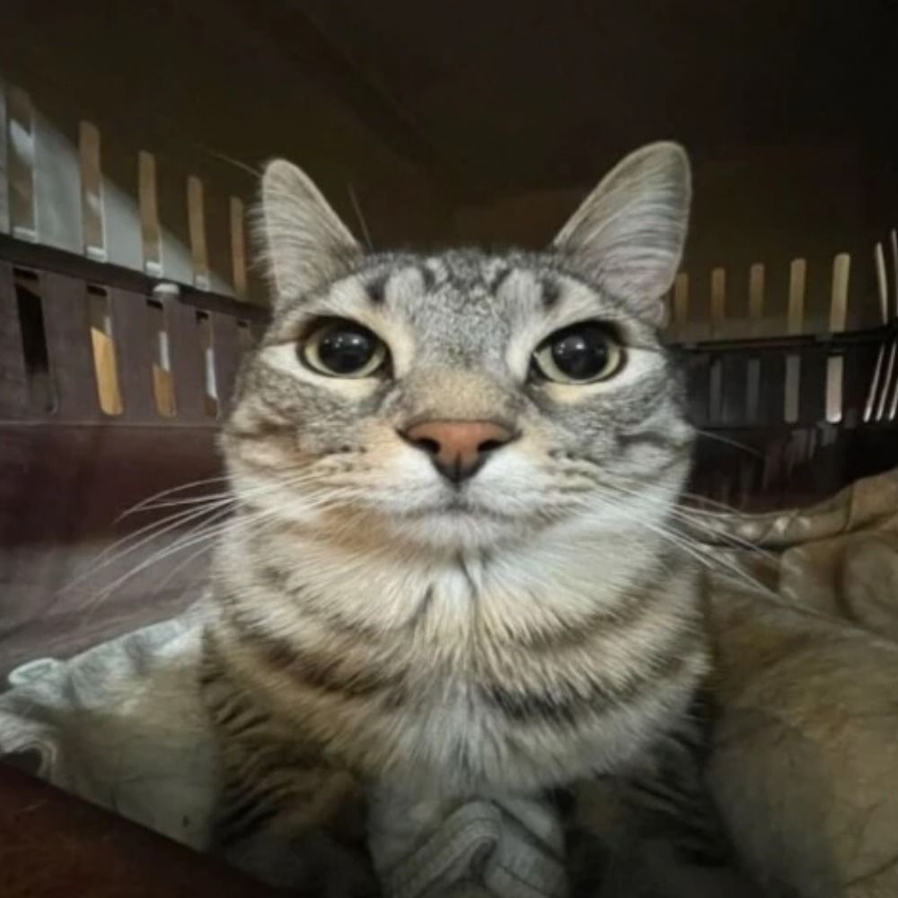 Alan