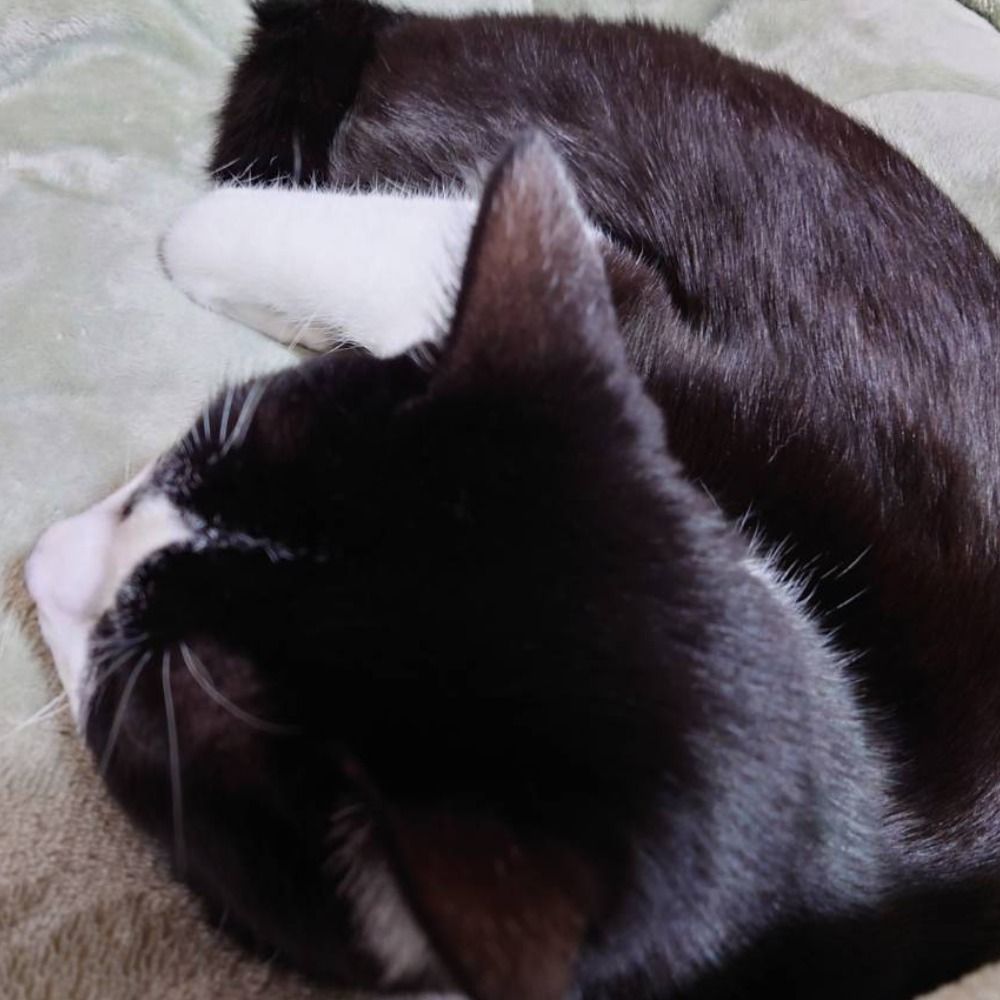 しそだめぅ