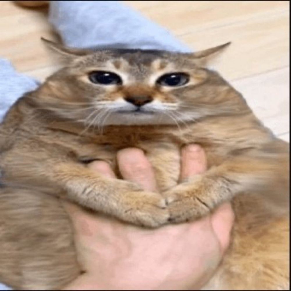 fatass cat
