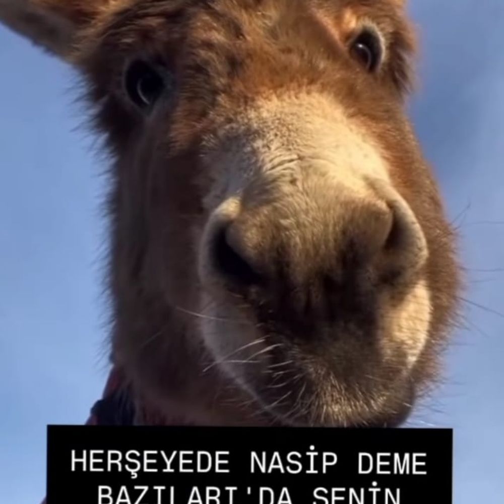 Topu Sektir, Halıyı Silktir Git Artık...