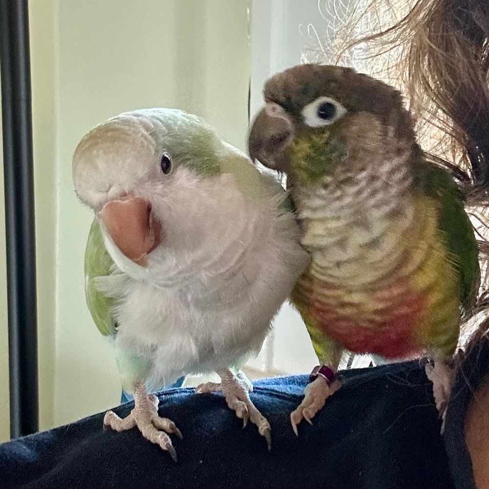 Tired Bird Mom