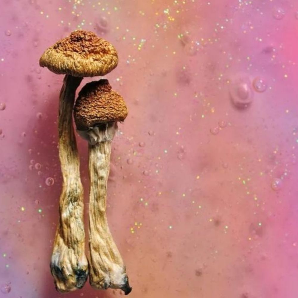 Psychedelic mushrooms for sale 