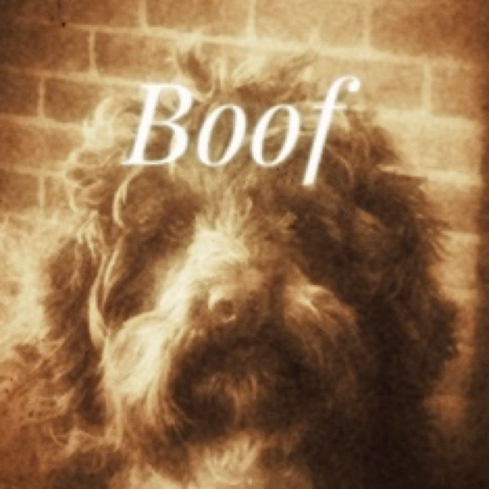 Boof Hound