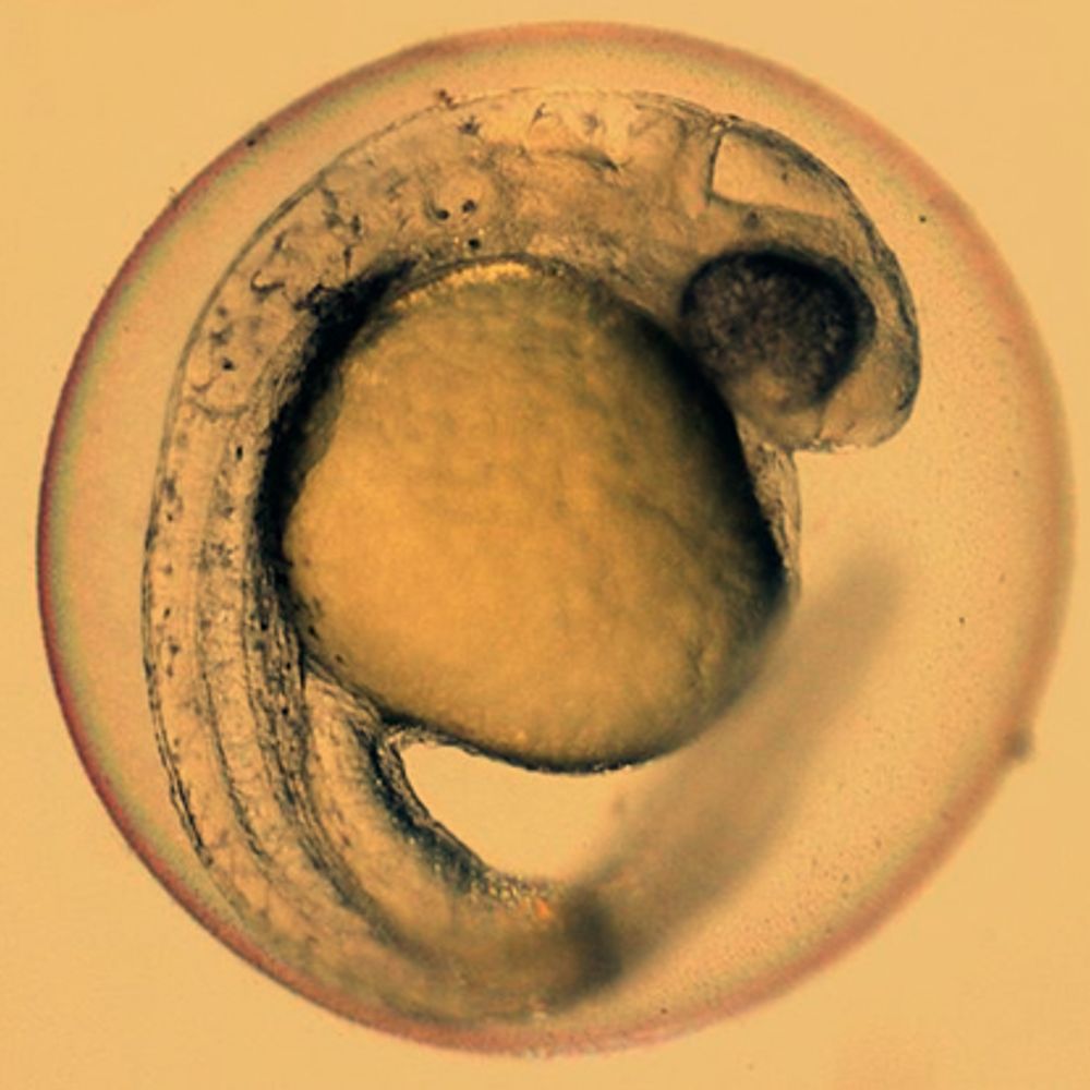 BioEYES