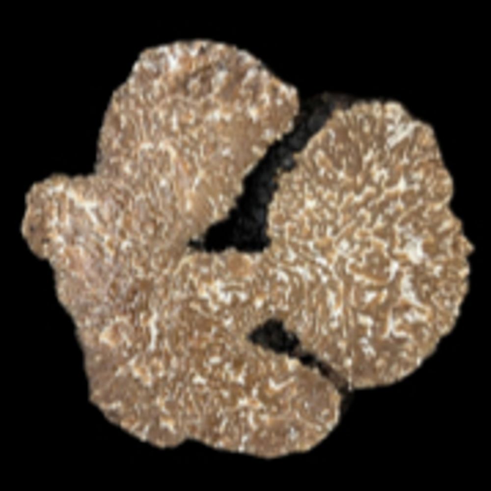 Red Hill Truffles